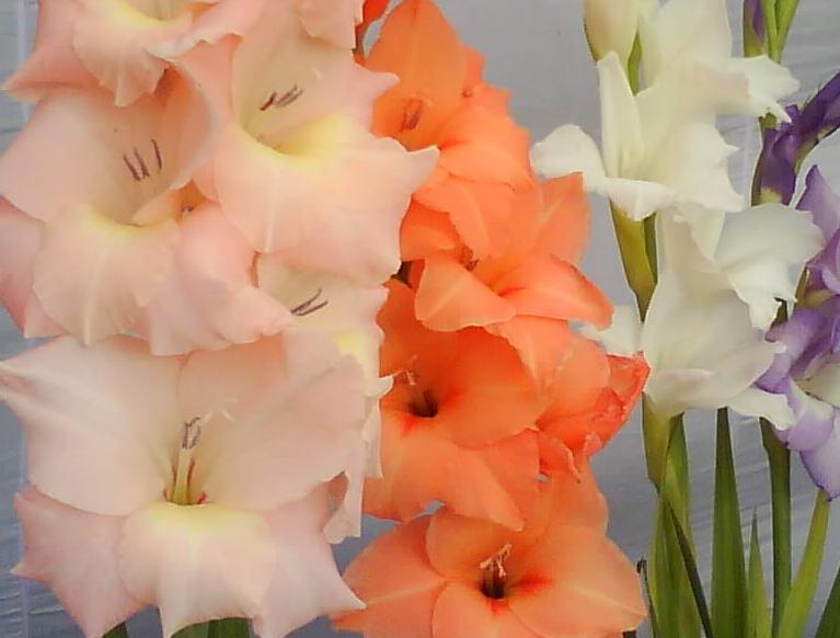 Gladioli flower bulbs India